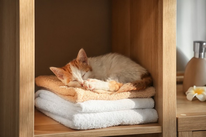 洗濯物の上で寝ている猫