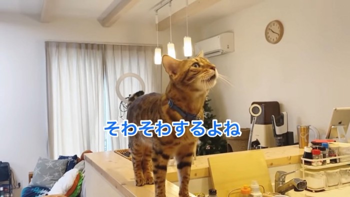 上を見て鳴く猫