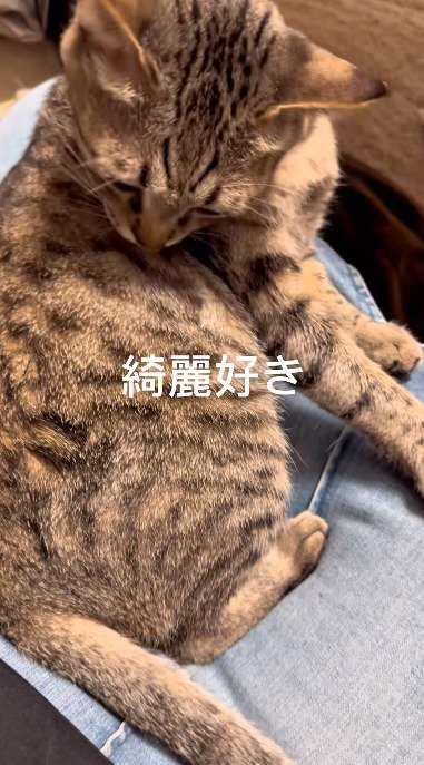 飼い主のひざの上で毛繕いする猫