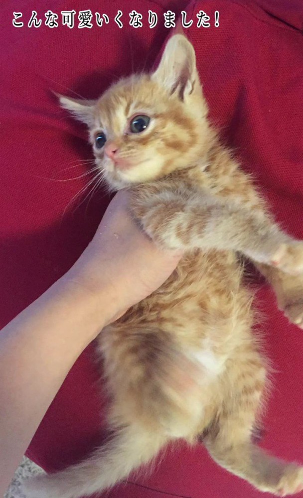 仰向けの子猫