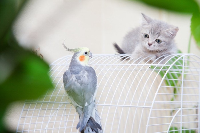 鳥かごの中をのぞく猫