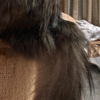 長毛猫のボリュームのあるしっぽ