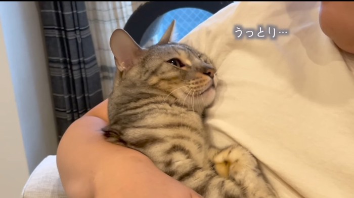 抱っこされる猫