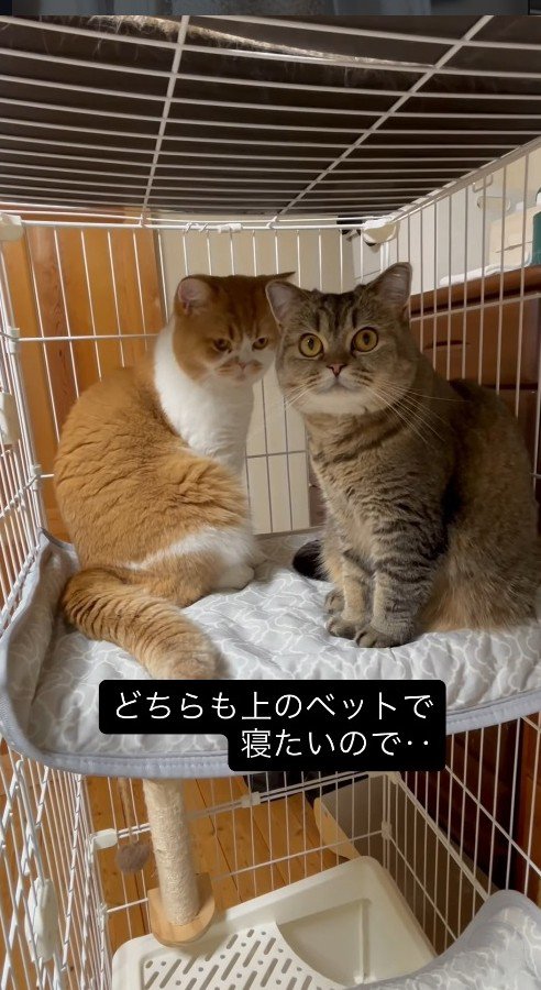 ケージのベッドから降りない2匹の猫