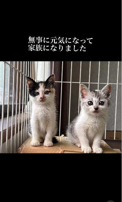 2匹並ぶ子猫%正式な家族！