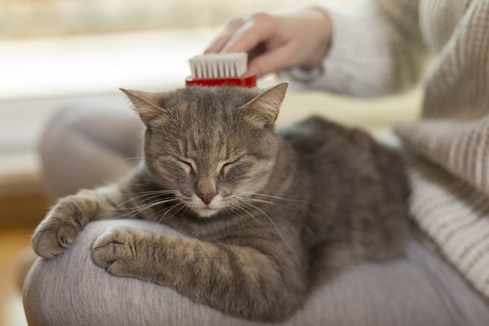 ブラッシングされる猫