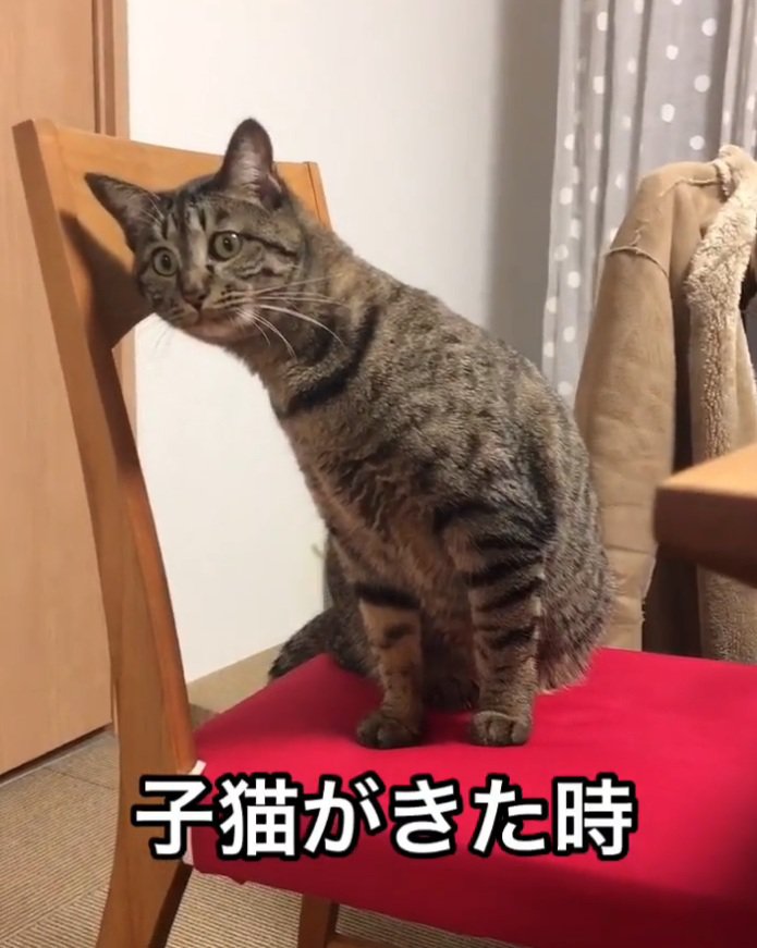 子猫を見るレオちゃん