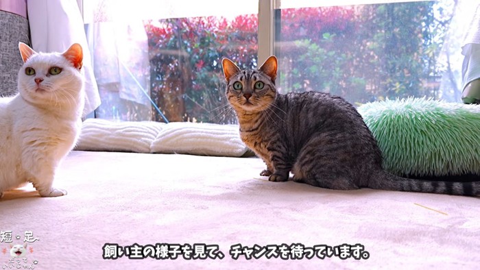 同じ方向を見ている2匹の猫