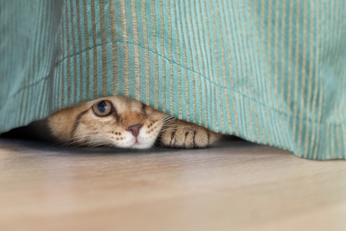 カーテンの隙間から覗いている猫