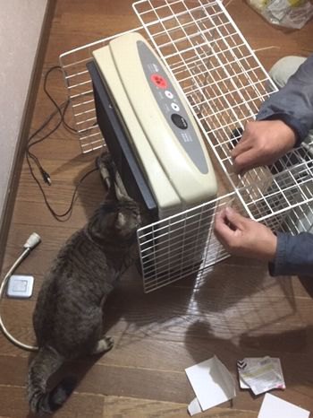 作業中に猫が右側にいる。