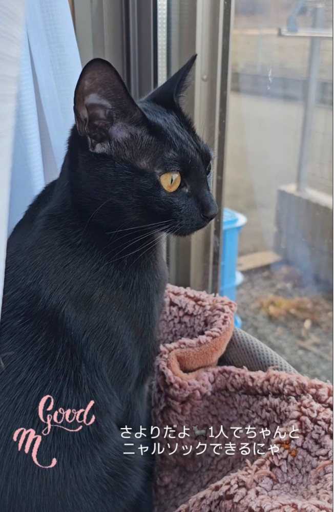 窓の外を眺める黒猫