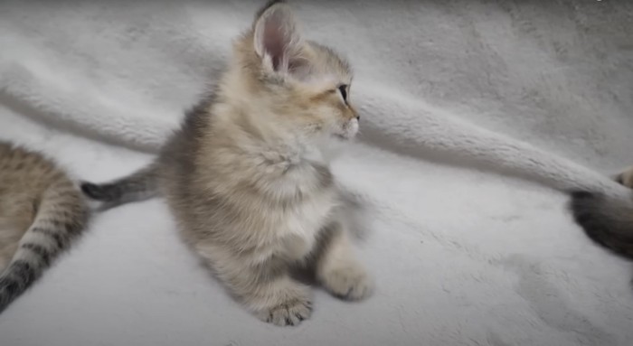 右を見る子猫