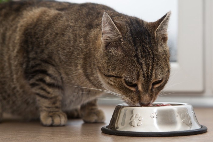 猫と餌