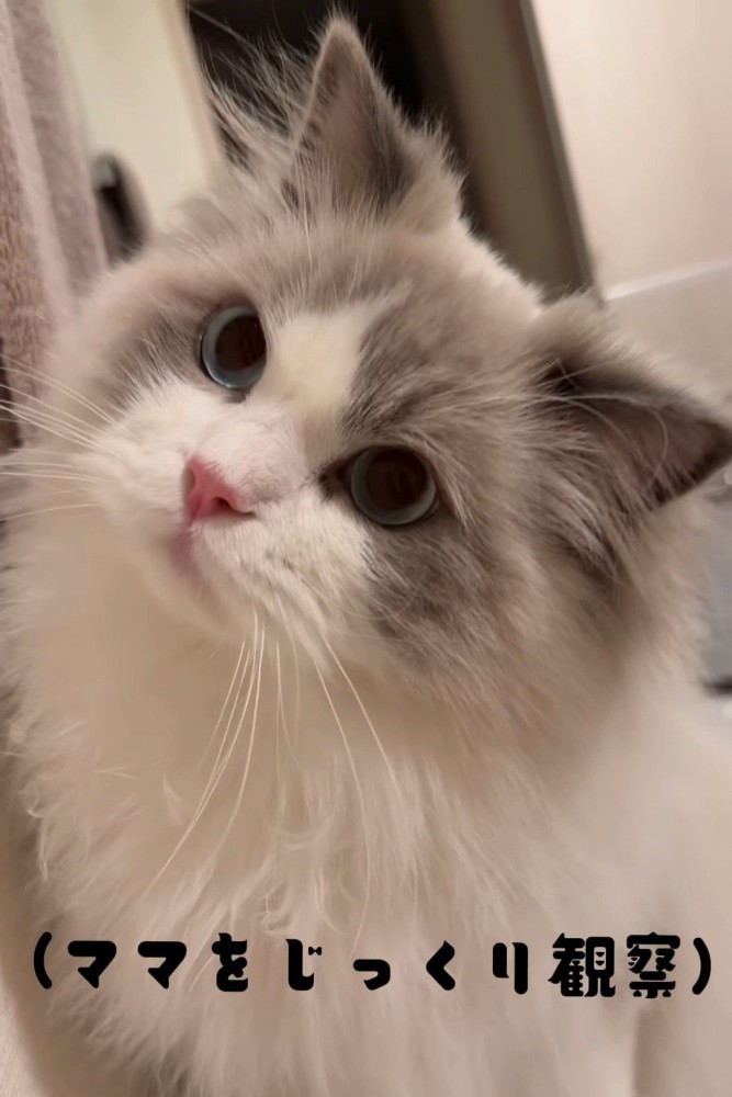 首を傾げる猫
