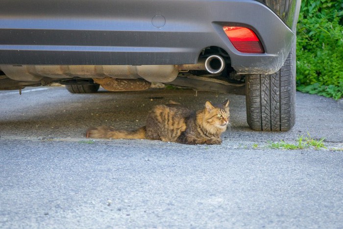 車の下にいる猫