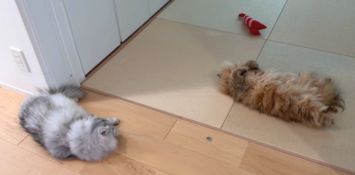 寝そべる白グレー猫とへそ天の茶猫