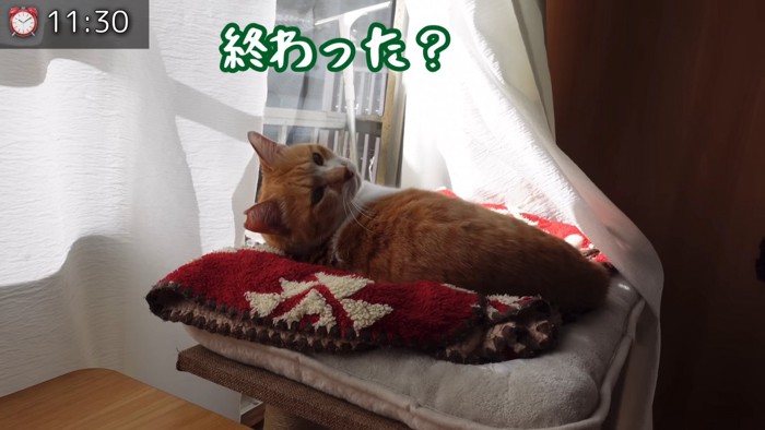 振り向く猫