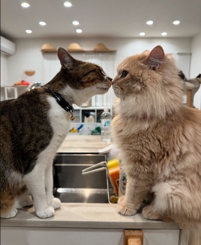 キスする猫
