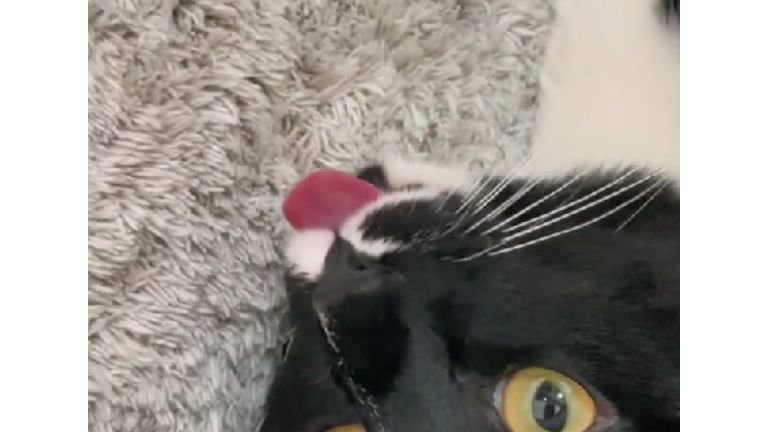 舌を出している猫