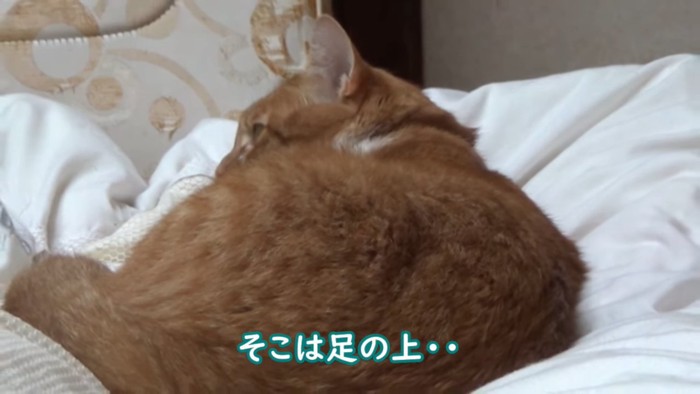 丸くなる猫