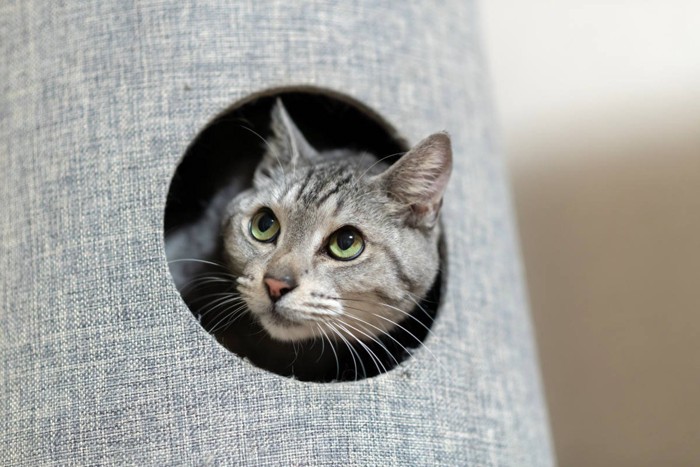 隠れる猫