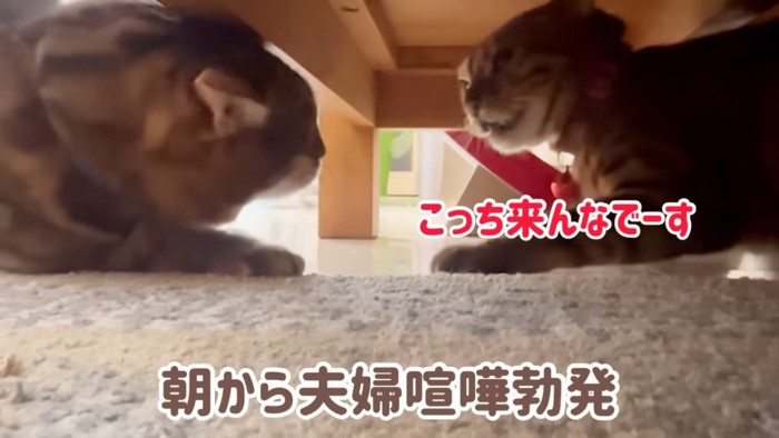 耳を倒す2匹の猫