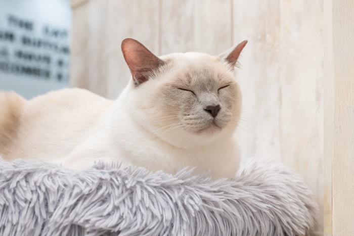 モフモフのマットでくつろぐ白猫