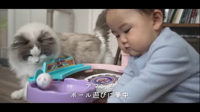 ボール遊びをする赤ちゃんと猫