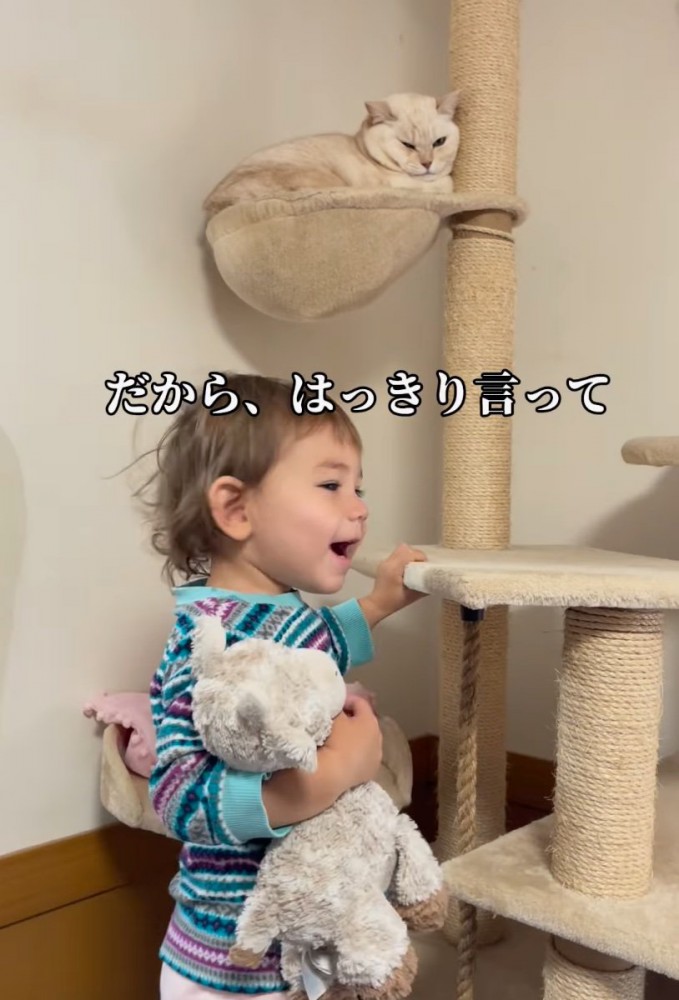 高いところにのぼる猫