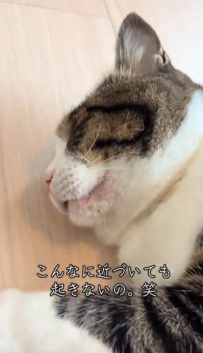 眠る猫の顔