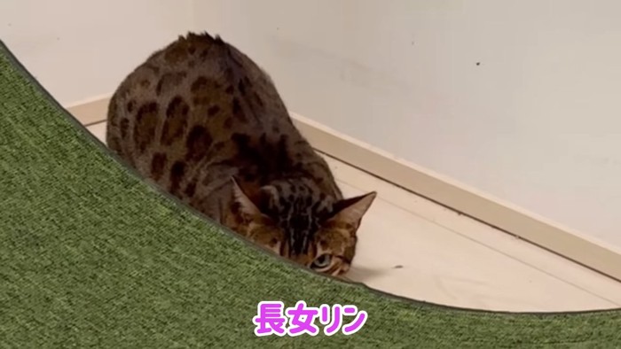 体を小さくしている猫