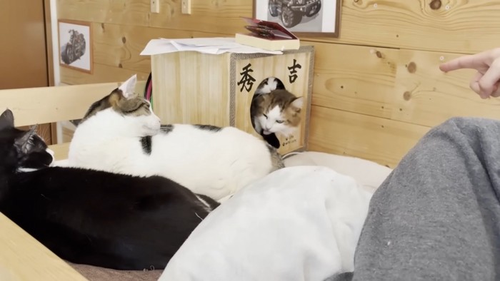 画像右上にハウスを指さす息子さんの手