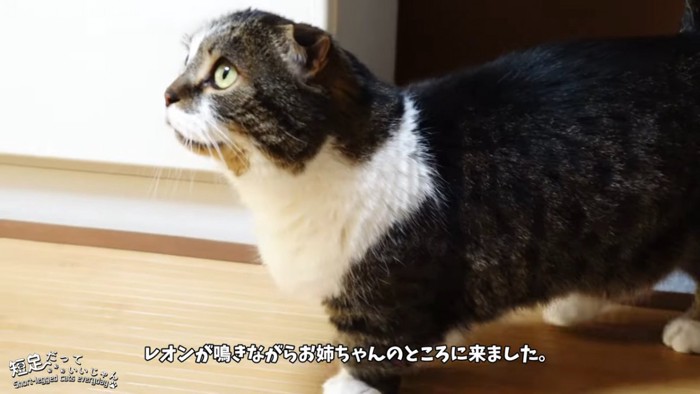 上を見る猫