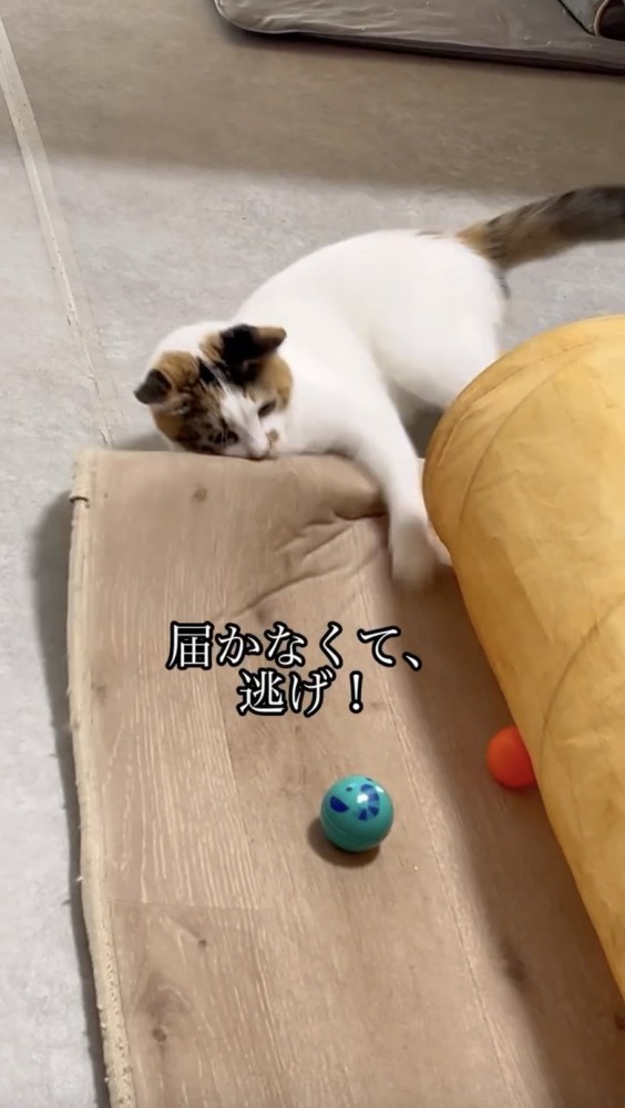 緑のボールに手を伸ばす猫