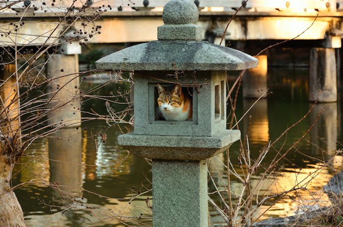 石で作られた置物の中でくつろぐ猫