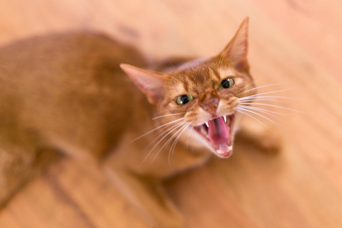 激怒する猫