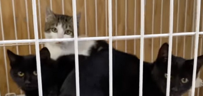 警戒中の猫たち