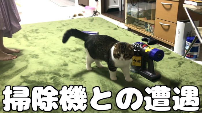 掃除機の横に立つ猫