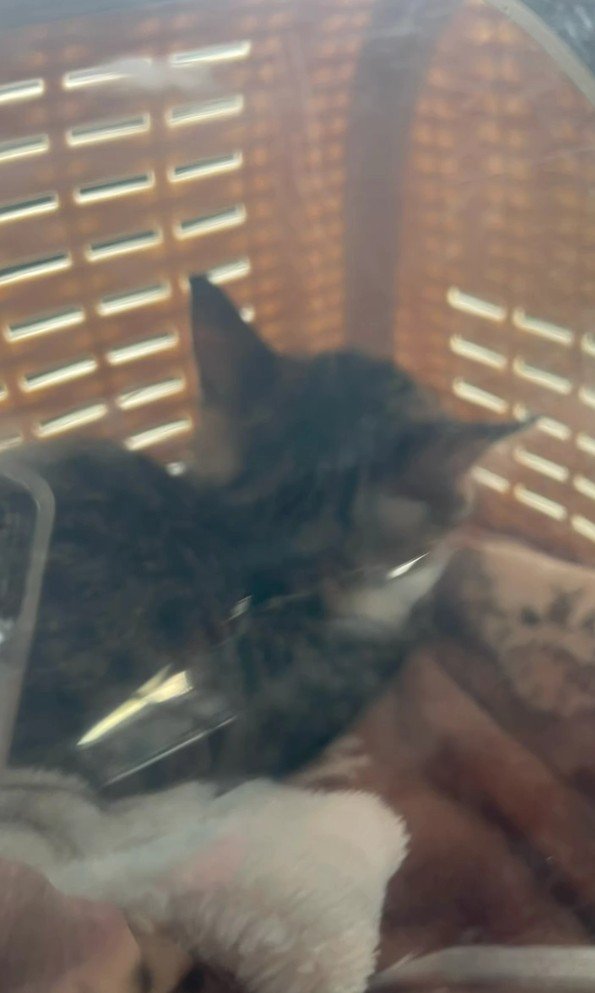 ケージの中の子猫