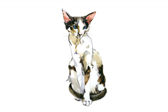 セイシェルワのイラスト