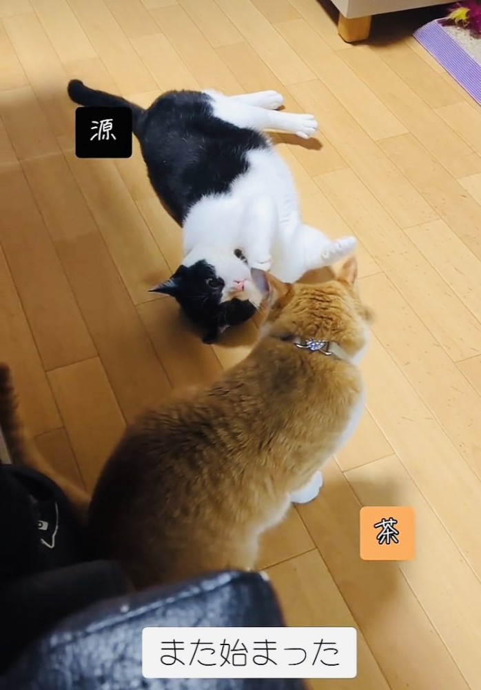ニャンプロする白黒猫と茶白猫