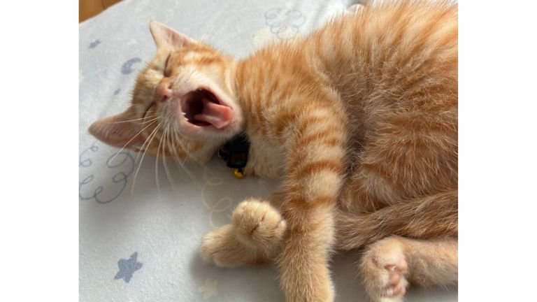 あくびしている猫