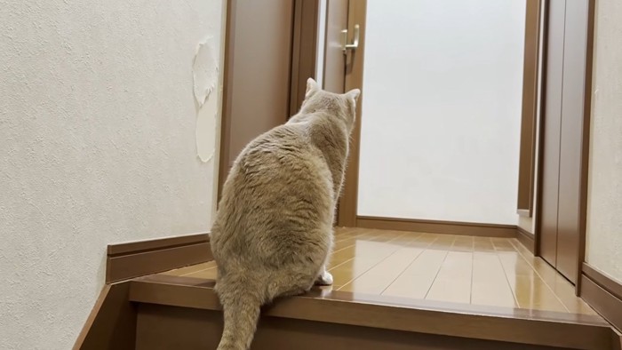 ドアの前で待機する猫