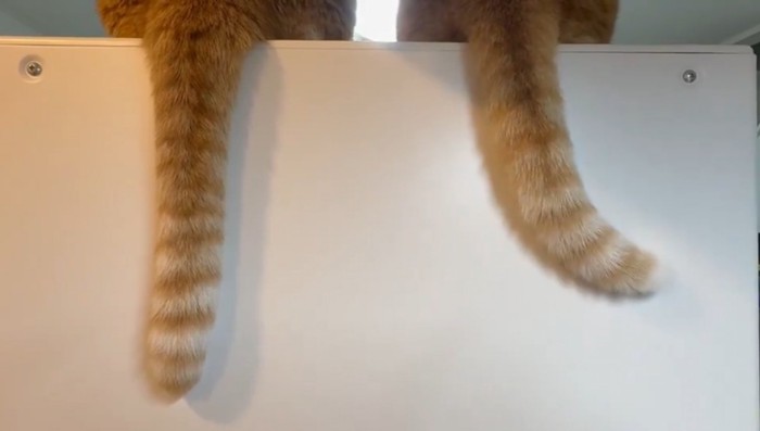 右にシッポを動かす