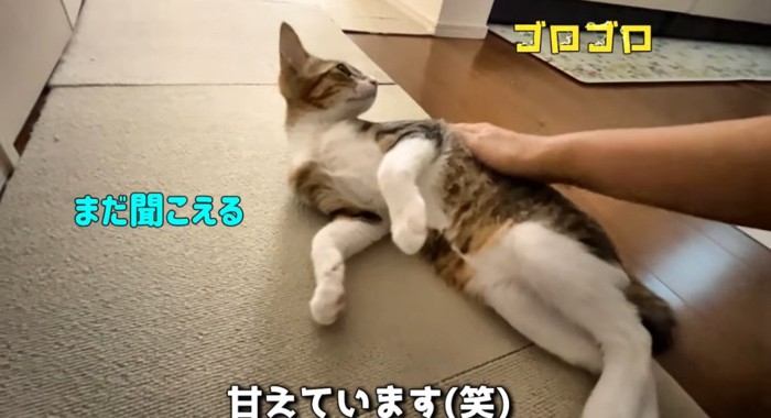 横たわる猫