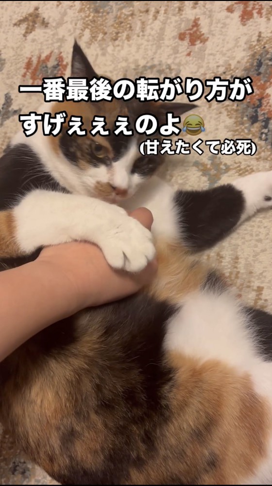 飼い主の腕をつかむ猫