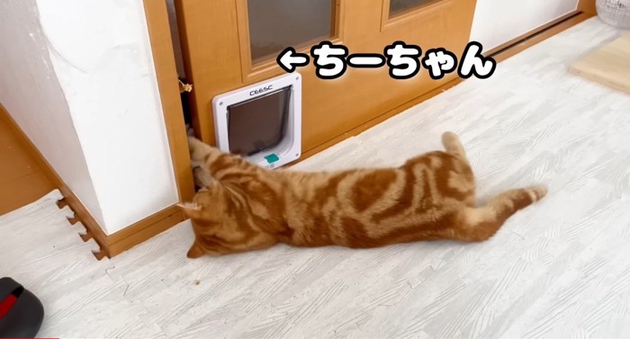 横たわる猫