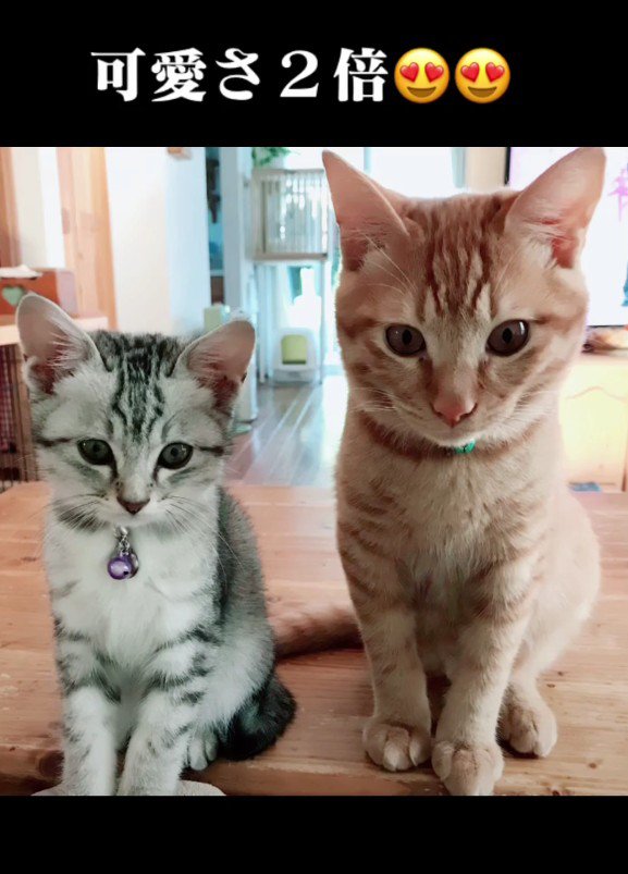 2匹の猫