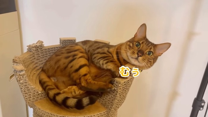 むぅっとした顔の猫