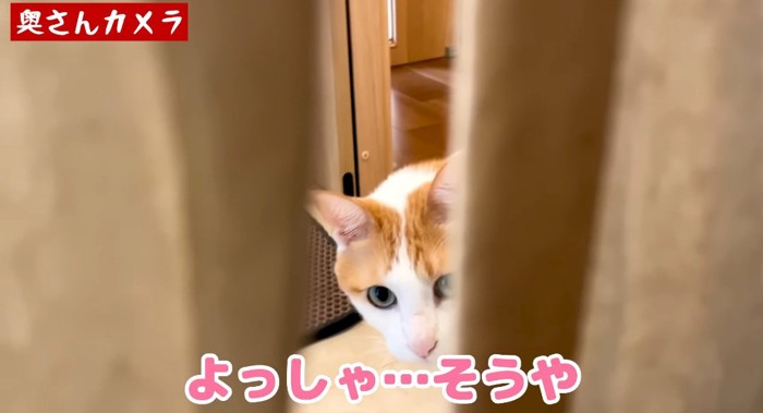 見つめる猫